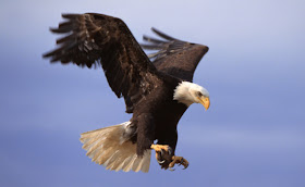 bald eagle wallpaper flying animal symbol of the United States hawk giant bird