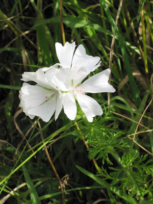 White Musk Mallow