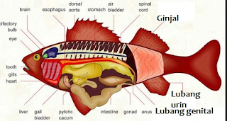 Sistem Imun Pada Ikan