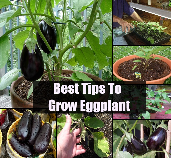 Growing Eggplant From Seeds vegetable_gardening