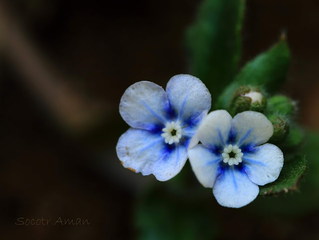 Omphalodes japonica