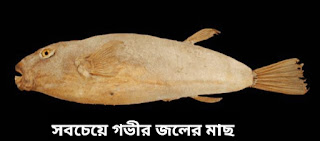 গভীর পানিতে বসবাসকারী মাছ