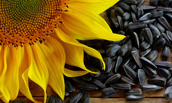 sunflower seeds