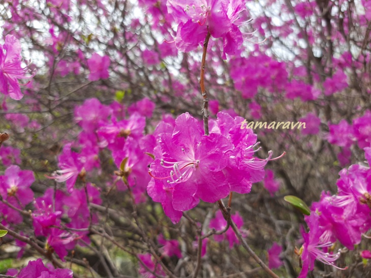 Рододендрон остроконечный (Rhododendron mucronulatum)