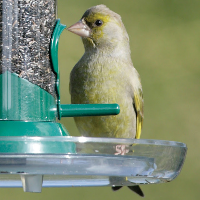 Bird Feeders With Trays