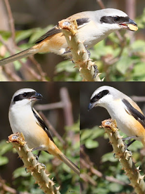 "Long-tailed Shrike - Lanius schach, apicture collage of the shrike perched on a thorny branch."