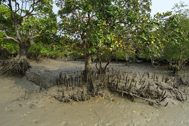 Sundarbans mangroves in West Bengal.