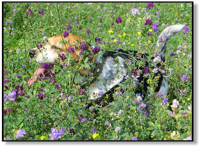 der Beagle in der Blumenwiese