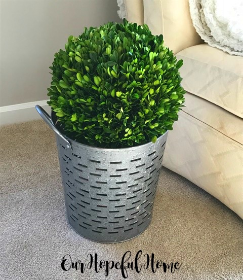 olive bucket planter boxwood