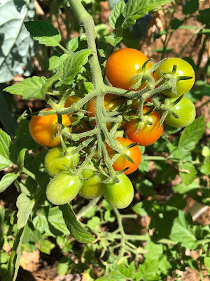 Small tomatoes are easier to grow