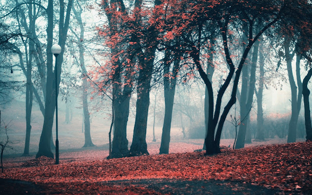 Paisajes de Caminos entre Bosque