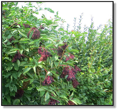 Holunderbeeren