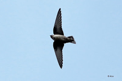 Eurasian Crag-Martin