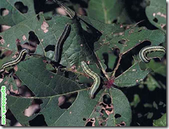 Army worm, aphid attack: experts warn cotton growers