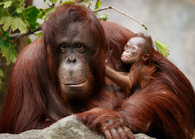 orangutan and her baby