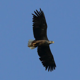 [White-tailed Eagle]