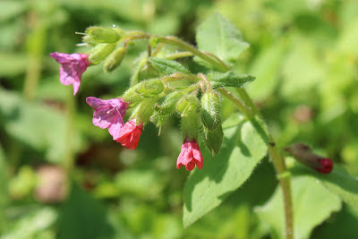 Ongevlekt Longkruid - - Pulmonaria obscura