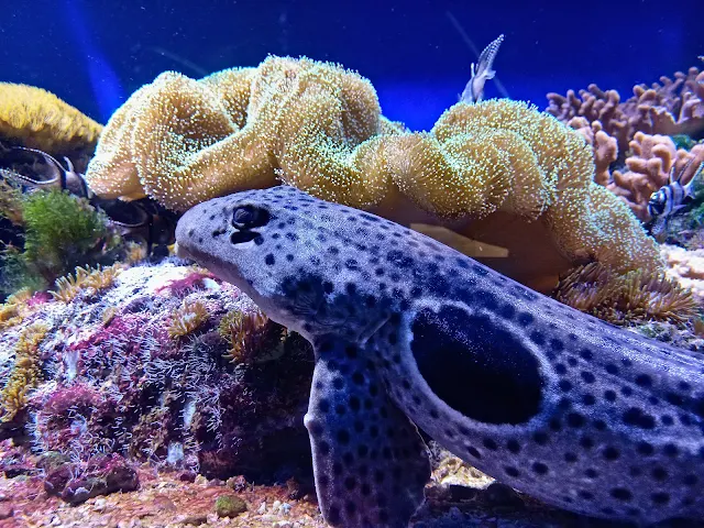 View of aquarium with coral in Nausicaá in Boulogne-sur-Mer