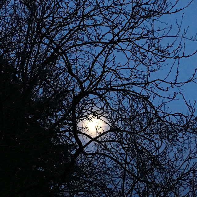 moon through trees #silentsunday #mysundayphoto