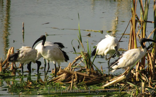 Sacred ibis