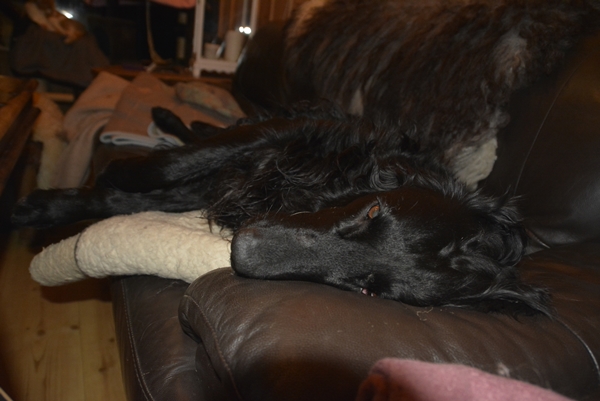 flat coated retriever