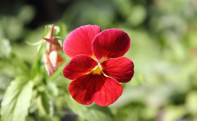 Pansy Flowers Pictures