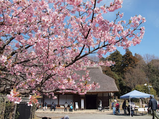 桜 満開 2017, 桜 開花 2016, 東京 桜 名所, 桜 開花予想 2017 京都, 桜 開花予想 2017 東京, 桜開花情報, 桜 2017, 桜 開花から満開まで, 桜前線 2017, 桜 開花予想 2017 大阪, 沖縄 桜 開花状況,桜 開花, 桜 満開 2017, 桜 開花予想 京都, 桜 開花予想 2017 京都, 桜開花宣言 みしろん, 桜 開花予想 大阪, 桜 開花予想 2017 東京, 桜 開花から満開まで, mankai開花宣言, mankai開花宣言 歌詞, 桜 開花情報