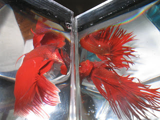 two bettas flaring