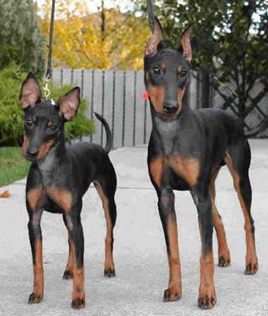Is Your Manchester Terrier Potty Trained Enough?