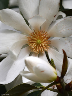 magnolia eye