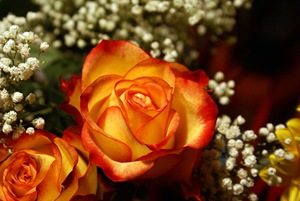 yellow-orange-roses-macro