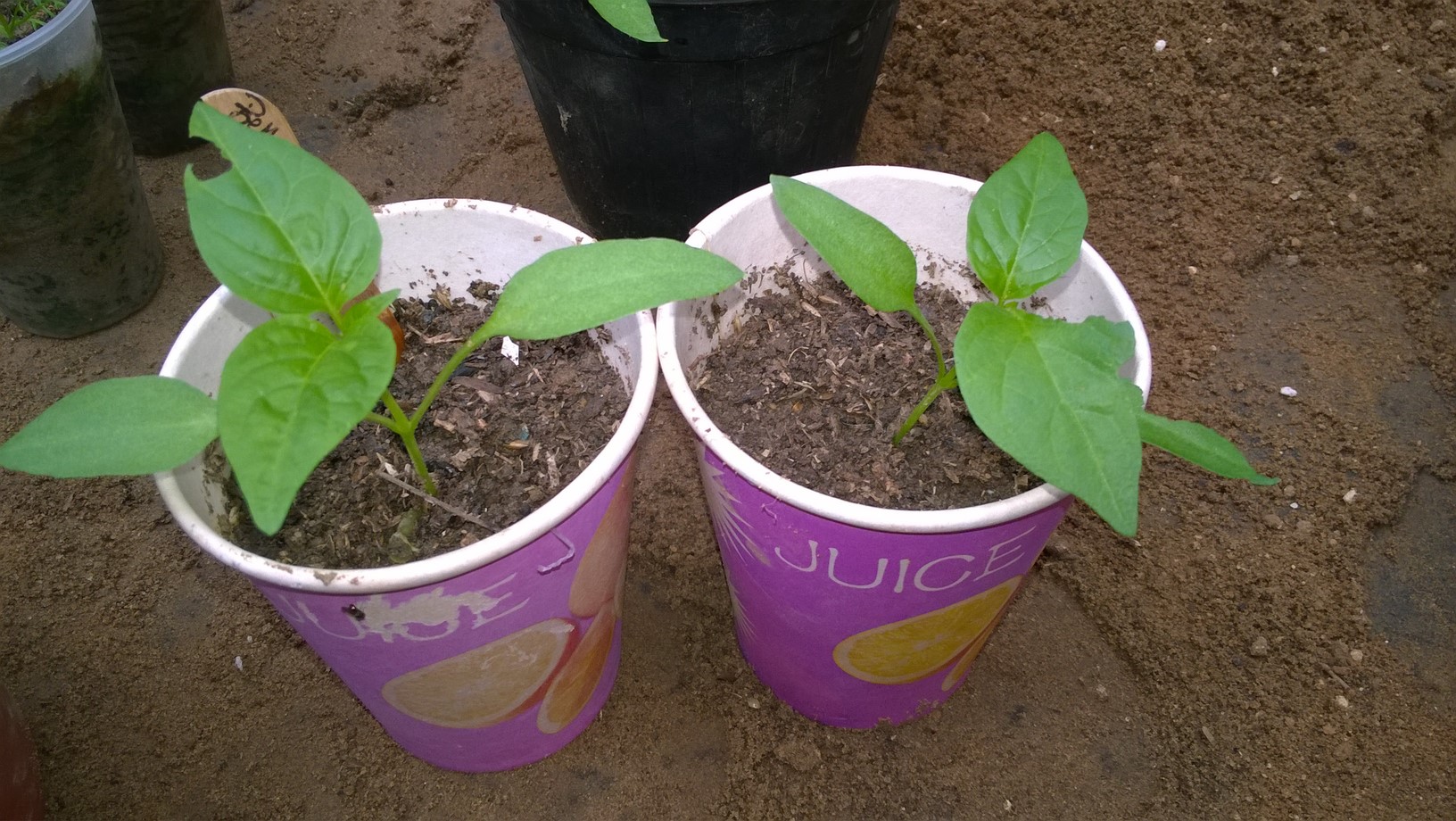 Once the seedlings have been transplanted to the pots, grow them at 70°F/21°C days, 60°F/16°C nights. Use a well-drained growing medium in the pots.