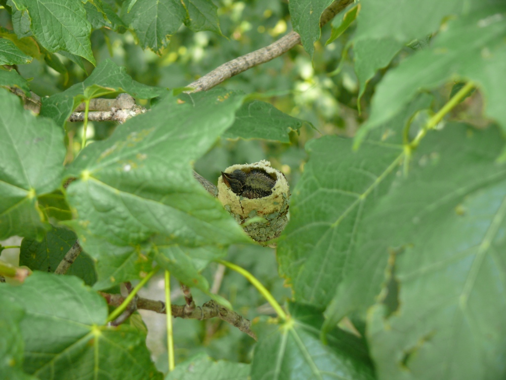 ruby throated hummingbird nest size: Ruby-throated Hummingbird nest