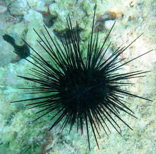 sea_urchin