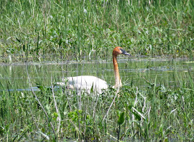 Trumpeter Swan - Ottawa National Wildlife Refuge, Ohio, USA