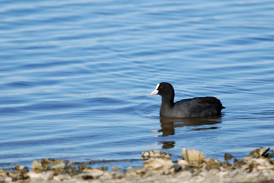 Lauk, Fulica atra, Common Coot, Black, Eurasian