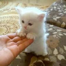 Cute And Funny Images Of White Kitten 11