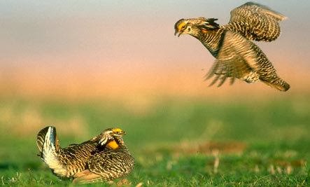 Prairie Chickens: Strut Your Stuff - 10 Strange Animal Mating Rituals (Slideshow)