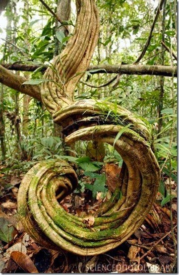 TreeswitMA29079731-0003