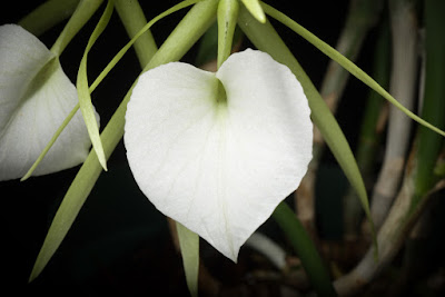 Brassavola nodosa care and culture