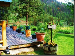 Our deck with lots fo potted plants even a palm tree my husband started from seed I have automatic water to all the pots.