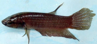 betta nuluhon