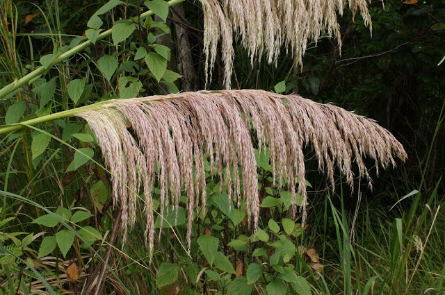 identificação-capim-dos-pampas-cortaderia -selloana-plantas-ornamentais-nativas