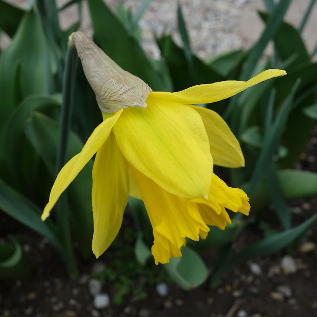 fruehling, fruehling bilder, fruehlingsbeginn, fruehlingsblumen, fruehlingserwachen, garten, garten im fruehling, garten im fruehling bilder, insektenhotel, insektenhotel groß, insektenhotel bewohner, insektenhotel bewohner bilder, wildbienen, wildbienen bilder, wildbienen ansiedeln, diy blog,