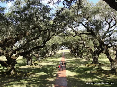 oak alley at Oak Alley Plantation in Louisiana