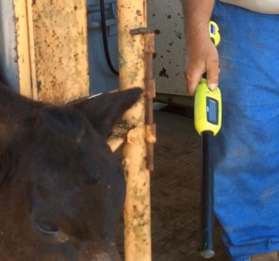 Electronic ID for Cattle Pros and Cons