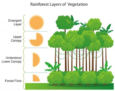 Ekosistem Hutan Hujan Tropis