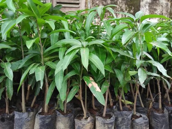 bibit mangga kiojay tanaman buah bisa tabulampot Aceh