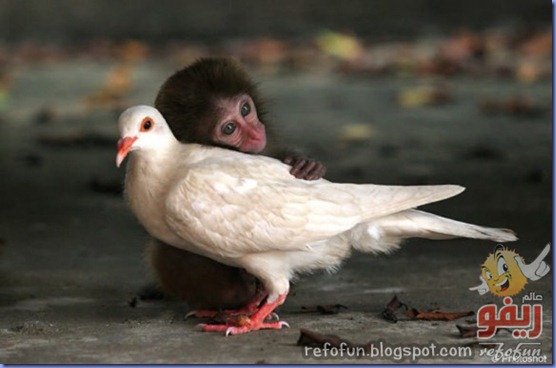 awwwww-580x382