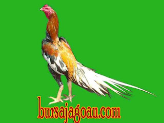 ayam bangkok 